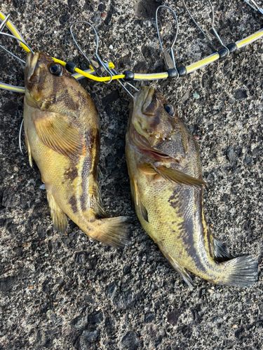 シマゾイの釣果