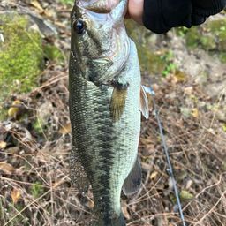 ラージマウスバス