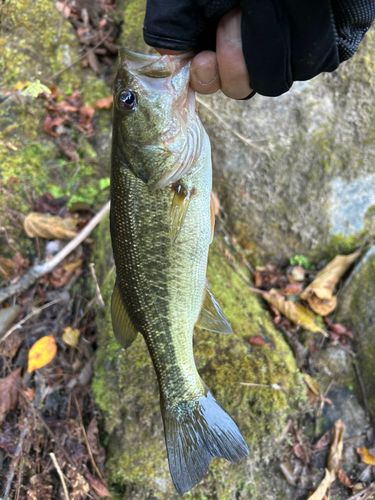 ラージマウスバスの釣果