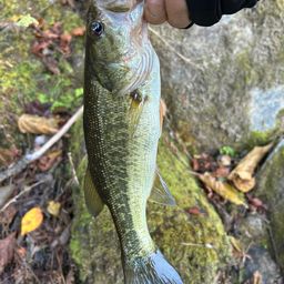 ラージマウスバス