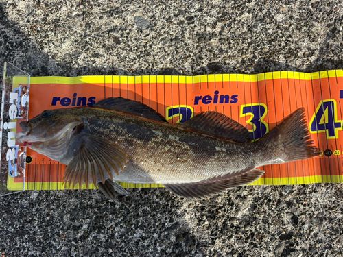 アイナメの釣果