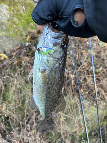 ラージマウスバスの釣果