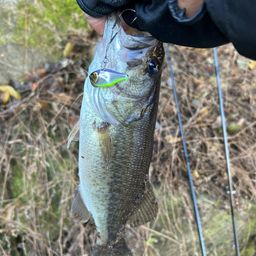 ラージマウスバス