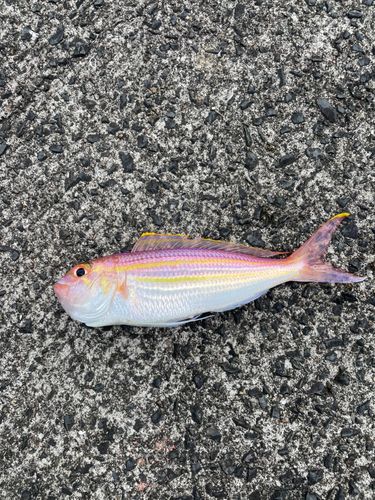 イトヨリダイの釣果