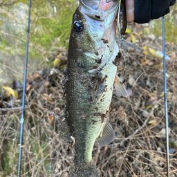 ラージマウスバス