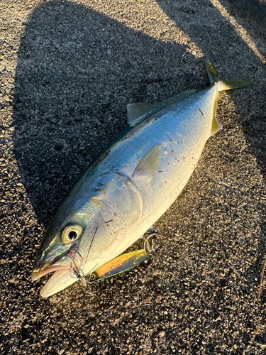 フクラギの釣果