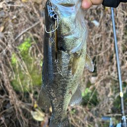 ラージマウスバス