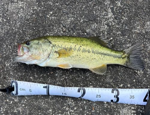 ブラックバスの釣果