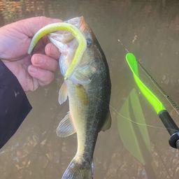 ラージマウスバス