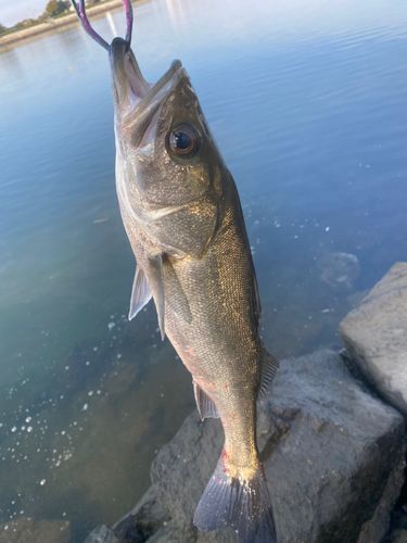 ハネ（マルスズキ）の釣果