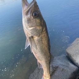 ハネ（マルスズキ）