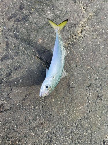 サバの釣果