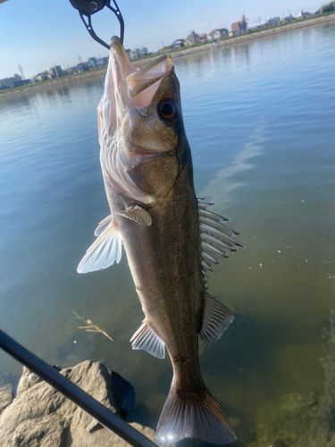 ハネ（マルスズキ）の釣果