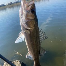 ハネ（マルスズキ）