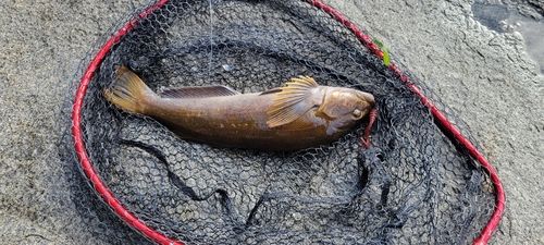 アイナメの釣果