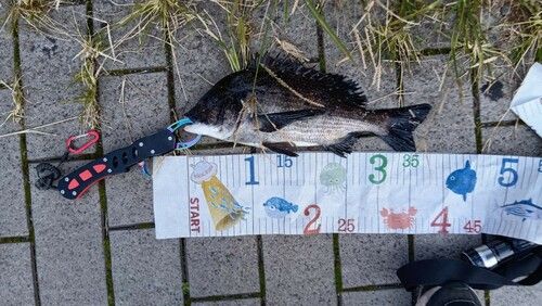 クロダイの釣果