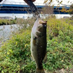 ラージマウスバス