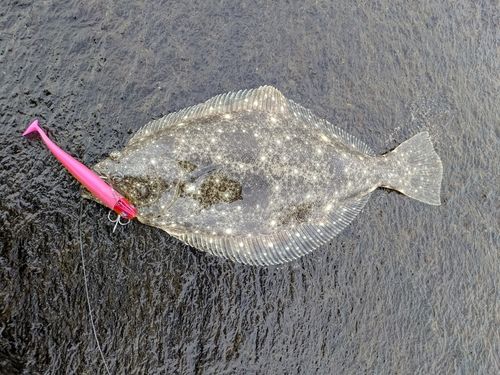 ヒラメの釣果