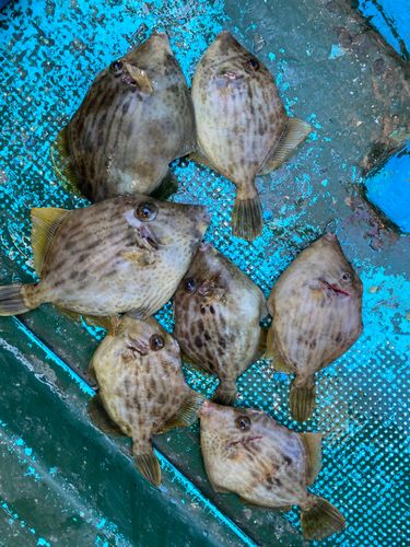 カワハギの釣果