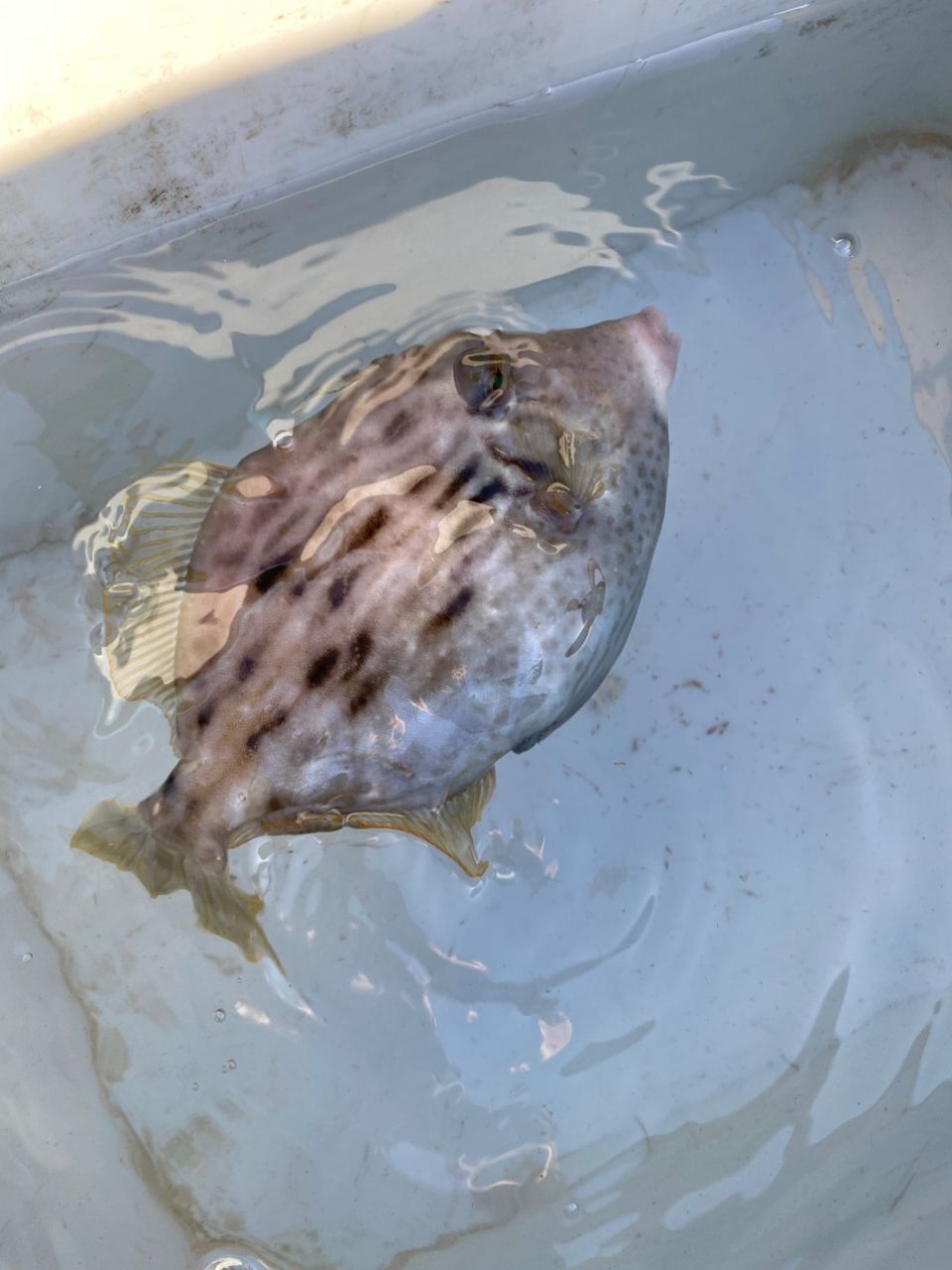 イカタンさんの釣果 2枚目の画像