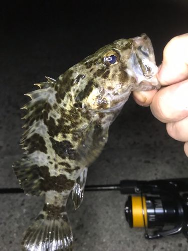 タケノコメバルの釣果