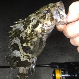 タケノコメバル