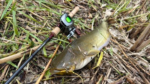 ナマズの釣果