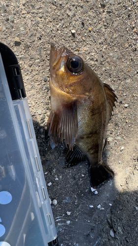 メバルの釣果