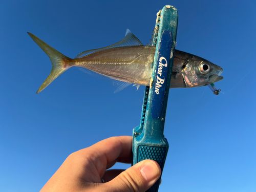 マアジの釣果