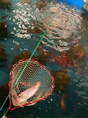 キンギョの釣果