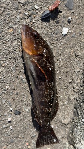 アイナメの釣果