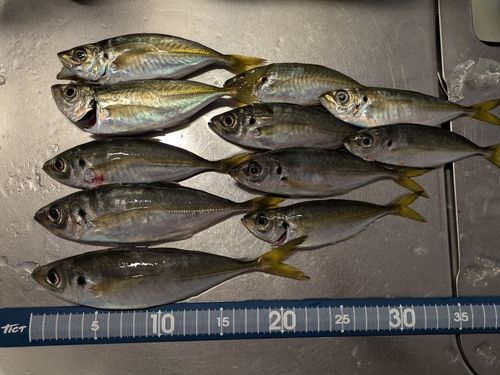 アジの釣果