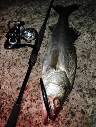 シーバスの釣果