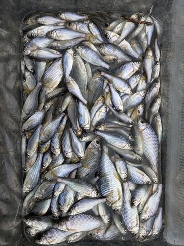 ヤリタナゴの釣果