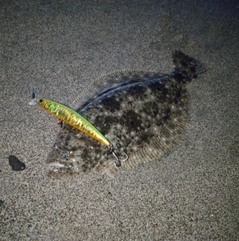 ヒラメの釣果