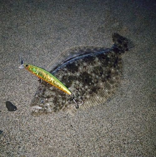 ヒラメの釣果