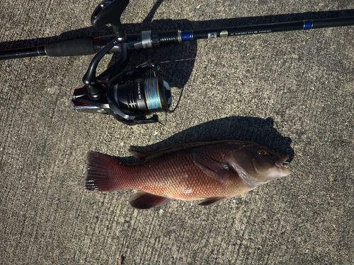 コブダイの釣果