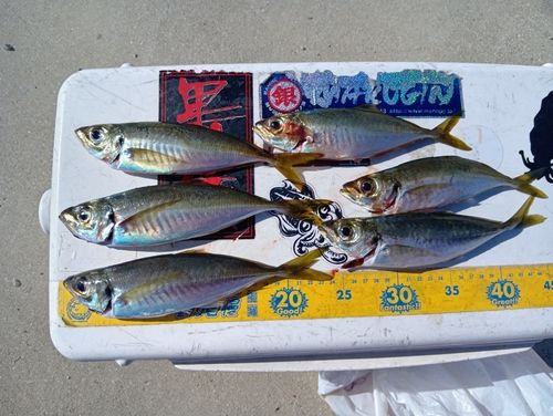 アジの釣果