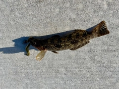 アイナメの釣果