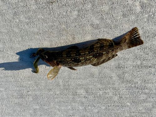 アイナメの釣果