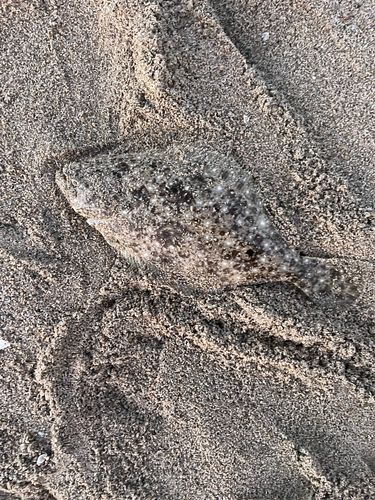 天神川河口（鳥取）