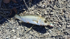 セイゴ（マルスズキ）の釣果