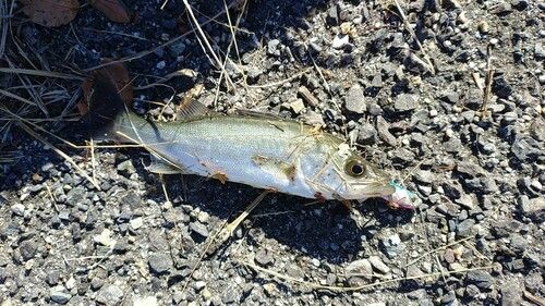 セイゴ（マルスズキ）の釣果