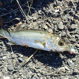 セイゴ（マルスズキ）