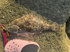 ヒラメの釣果