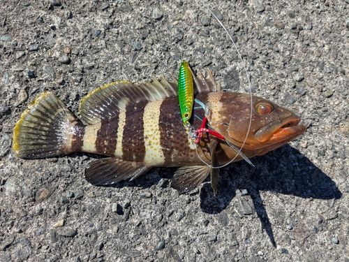 オオモンハタの釣果