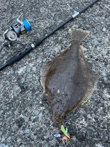 クロソイの釣果