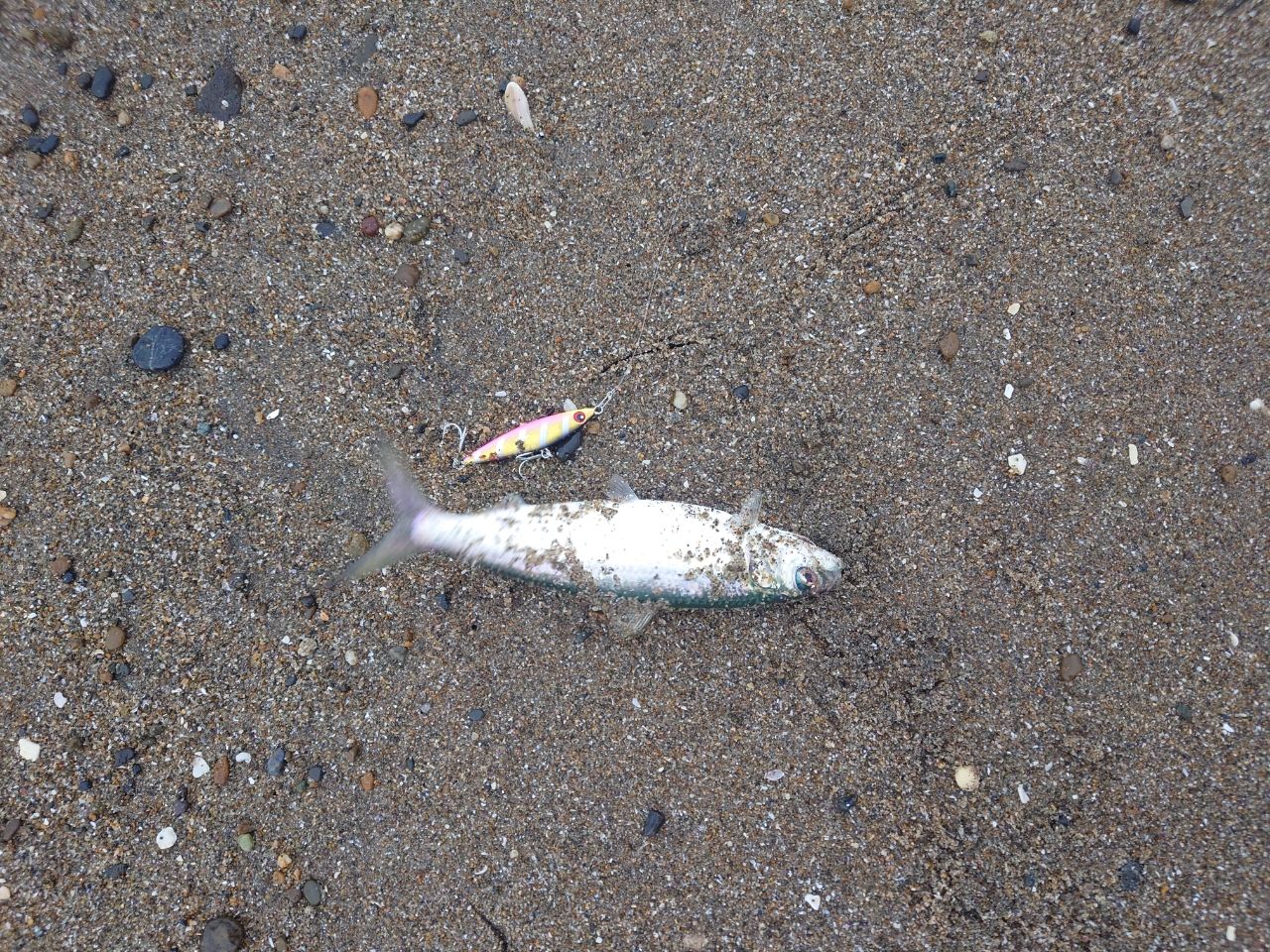 カタボシイワシ