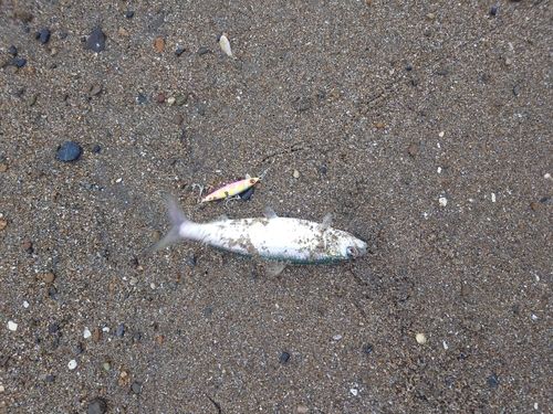 カタボシイワシの釣果