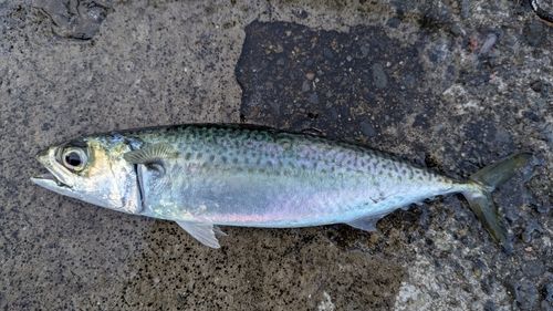 サバの釣果